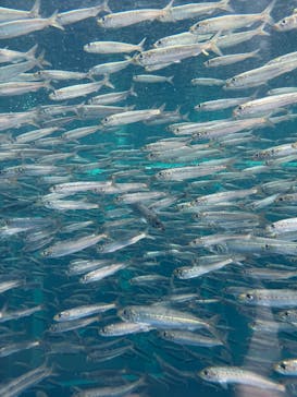環境水族館アクアマリンふくしまに投稿された画像（2025/3/6）