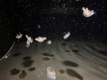 環境水族館アクアマリンふくしまに投稿された画像（2025/3/6）