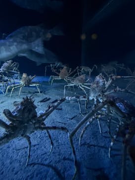 環境水族館アクアマリンふくしまに投稿された画像（2025/3/6）