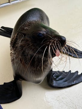 新江ノ島水族館に投稿された画像（2025/3/6）