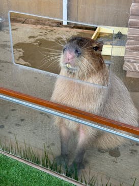 新江ノ島水族館に投稿された画像（2025/3/6）