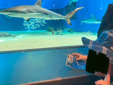 沖縄美ら海水族館に投稿された画像（2025/3/6）