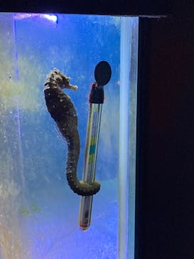 横浜・八景島シーパラダイスに投稿された画像（2025/3/7）