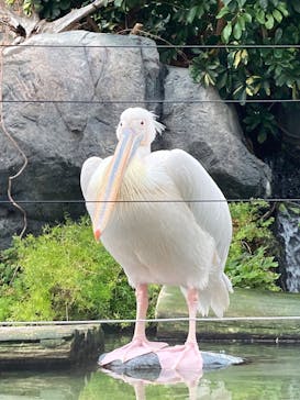 横浜・八景島シーパラダイスに投稿された画像（2025/3/7）