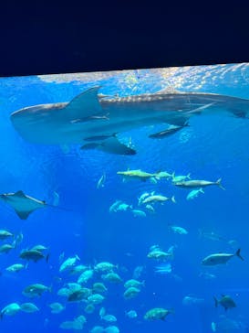 沖縄美ら海水族館に投稿された画像（2025/3/7）