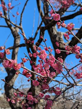 偕楽園本園に投稿された画像（2025/3/7）
