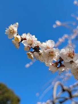 偕楽園本園に投稿された画像（2025/3/7）