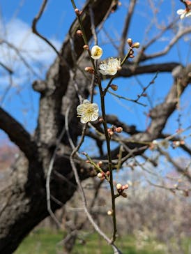偕楽園本園に投稿された画像（2025/3/7）