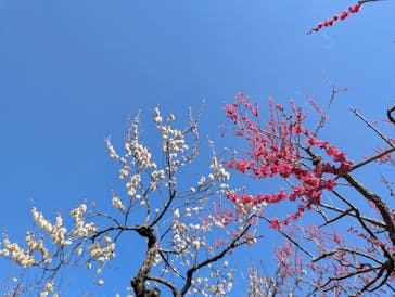 偕楽園本園に投稿された画像（2025/3/7）