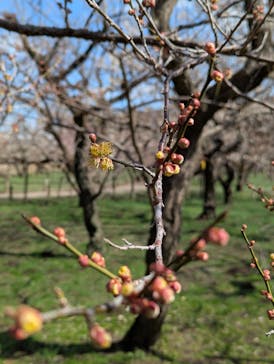 偕楽園本園に投稿された画像（2025/3/7）