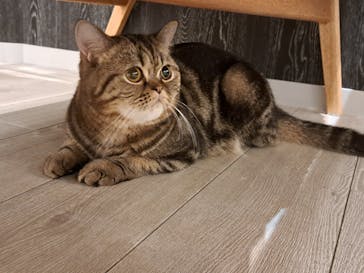 猫カフェモカ　アルシェ大宮店に投稿された画像（2025/3/7）