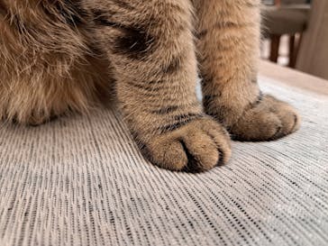 猫カフェモカ　アルシェ大宮店に投稿された画像（2025/3/7）