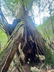 Yamakara屋久島に投稿された画像（2025/3/7）