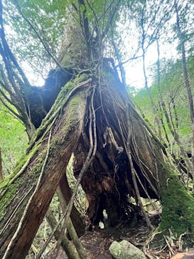 Yamakara屋久島に投稿された画像（2025/3/7）