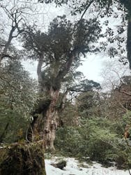 Yamakara屋久島に投稿された画像（2025/3/7）