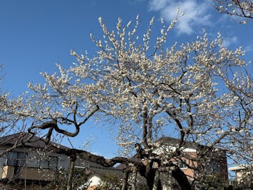 偕楽園本園に投稿された画像（2025/3/7）