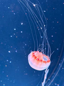 AOAO SAPPOROに投稿された画像（2025/3/7）