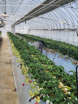 八ヶ岳エナジーファーム　いちご畑としいたけの森に投稿された画像（2025/3/8）