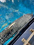 沖縄美ら海水族館（館内体験）に投稿された画像（2025/3/8）