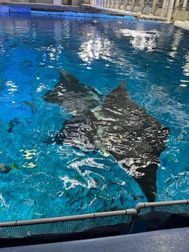 沖縄美ら海水族館（館内体験）に投稿された画像（2025/3/8）