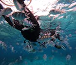 青の洞窟専門店　沖縄ダイビングショップ和に投稿された画像（2025/3/8）