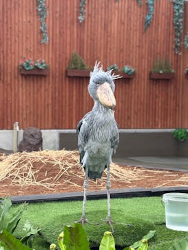 掛川花鳥園に投稿された画像（2025/3/8）