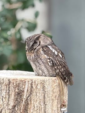 掛川花鳥園に投稿された画像（2025/3/8）