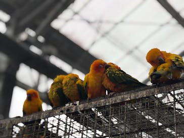 掛川花鳥園に投稿された画像（2025/3/8）