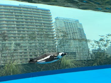 サンシャイン水族館に投稿された画像（2025/3/8）