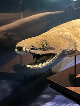 サンシャイン水族館に投稿された画像（2025/3/8）