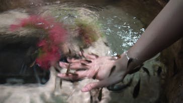 DMMかりゆし水族館に投稿された画像（2025/3/8）