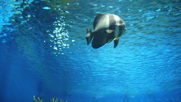 DMMかりゆし水族館に投稿された画像（2025/3/8）