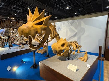 福井県立恐竜博物館に投稿された画像（2025/3/8）