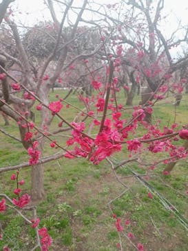 偕楽園本園に投稿された画像（2025/3/8）