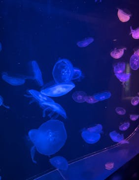 マリンワールド海の中道に投稿された画像（2025/3/8）