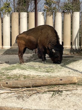 東武動物公園に投稿された画像（2025/3/8）
