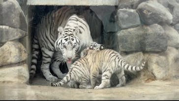 東武動物公園に投稿された画像（2025/3/8）