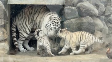 東武動物公園に投稿された画像（2025/3/8）