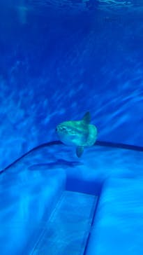 アクアワールド茨城県大洗水族館に投稿された画像（2025/3/8）