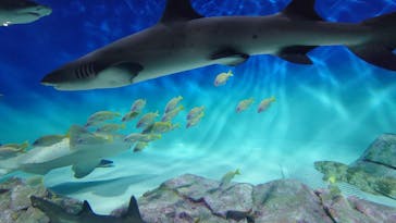 アクアワールド茨城県大洗水族館に投稿された画像（2025/3/8）