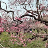 偕楽園本園に投稿された画像（2025/3/8）