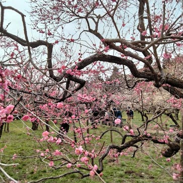 偕楽園本園に投稿された画像（2025/3/8）