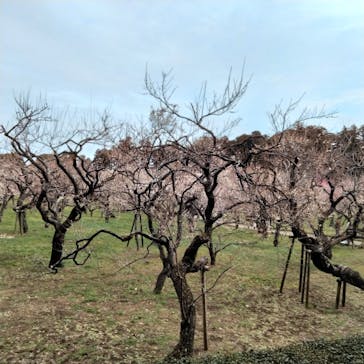 偕楽園本園に投稿された画像（2025/3/8）