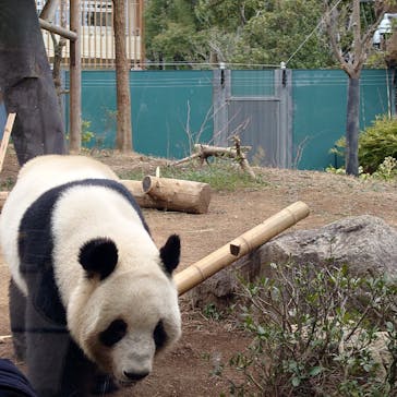 恩賜上野動物園に投稿された画像（2025/3/8）