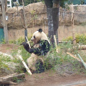 恩賜上野動物園に投稿された画像（2025/3/8）