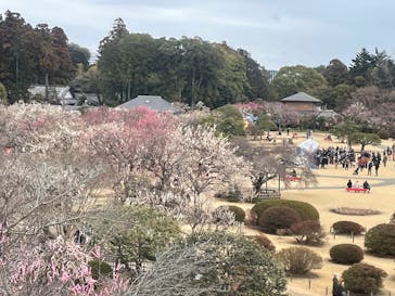 偕楽園本園に投稿された画像（2025/3/8）