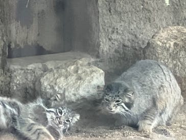 神戸どうぶつ王国に投稿された画像（2025/3/8）