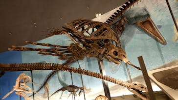 福井県立恐竜博物館に投稿された画像（2025/3/8）