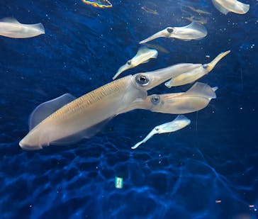 マリンワールド海の中道に投稿された画像（2025/3/8）