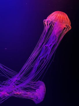 マリンワールド海の中道に投稿された画像（2025/3/8）